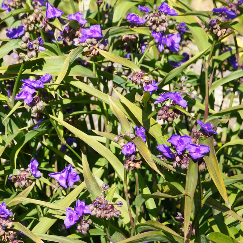 Tradescantia andersoniana Concord Grape - Eendagsbloem