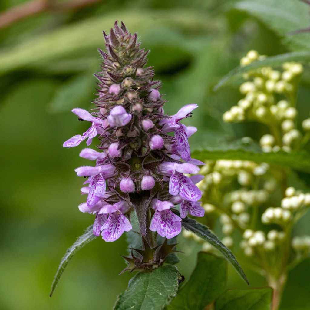 Stachys palustris - Moerasandoorn