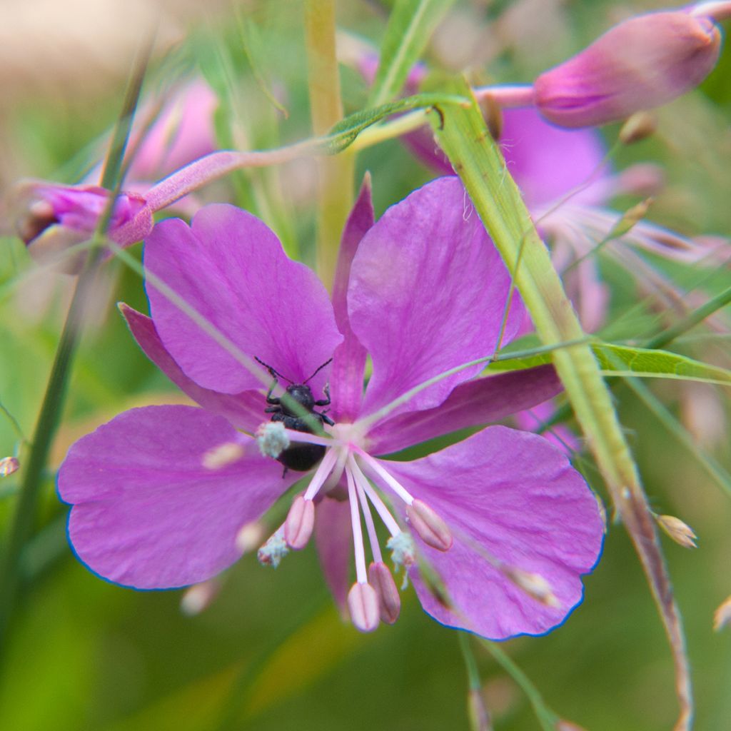 Epilobium fleischeri - Fleischers wilgenroosje