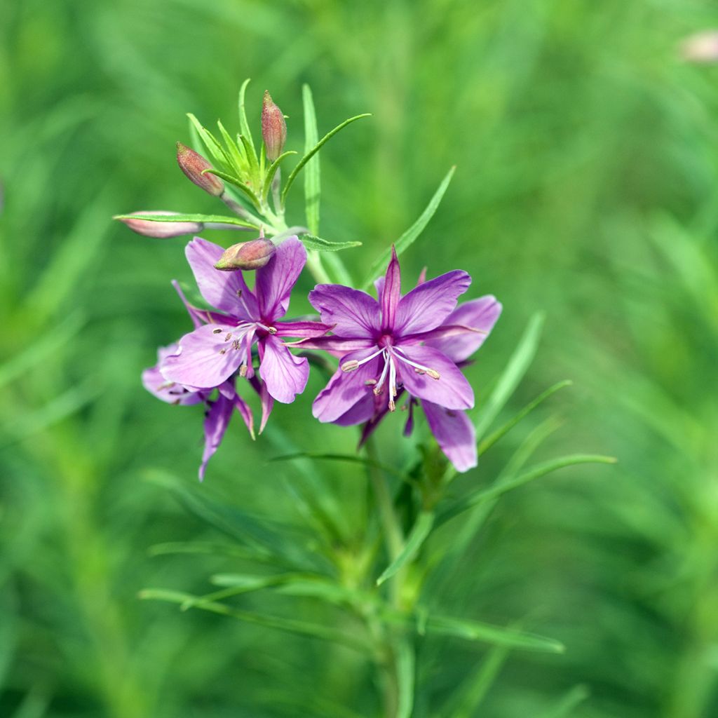 Epilobium fleischeri - Fleischers wilgenroosje