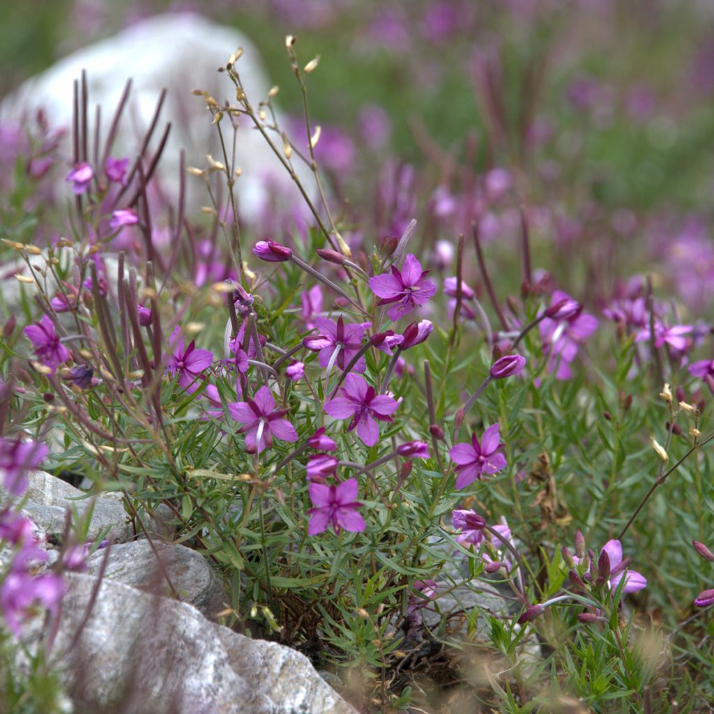 Epilobium fleischeri - Fleischers wilgenroosje