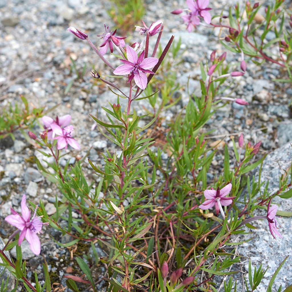 Epilobium fleischeri - Fleischers wilgenroosje
