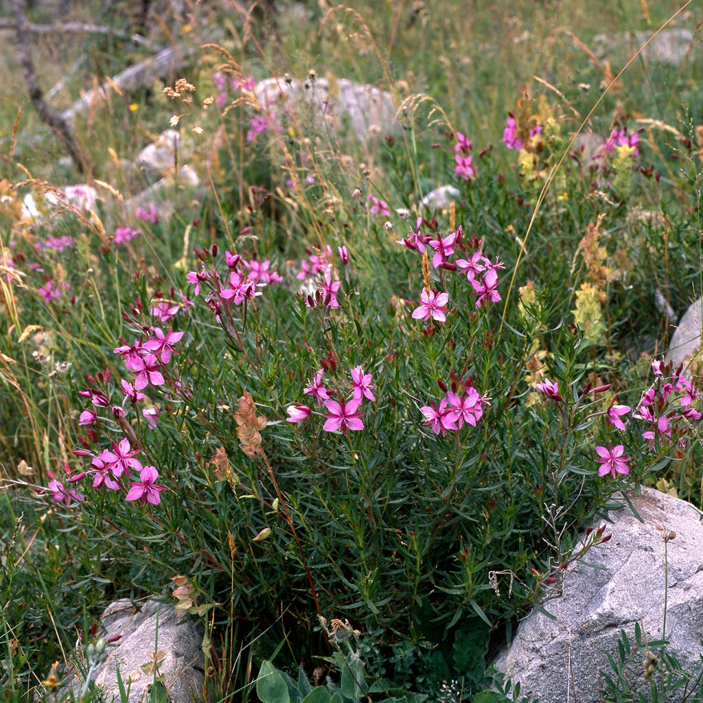 Epilobium fleischeri - Fleischers wilgenroosje