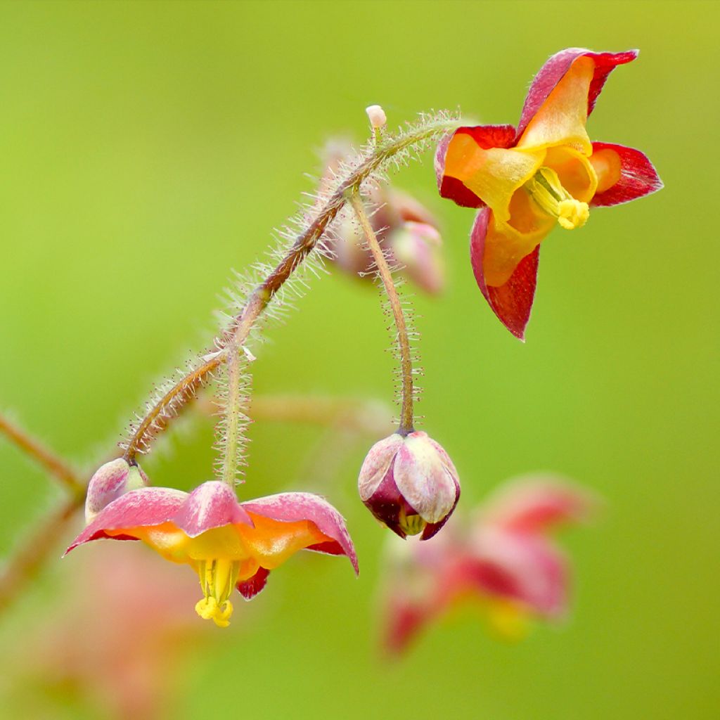 Epimedium alpinum - Elfenbloem