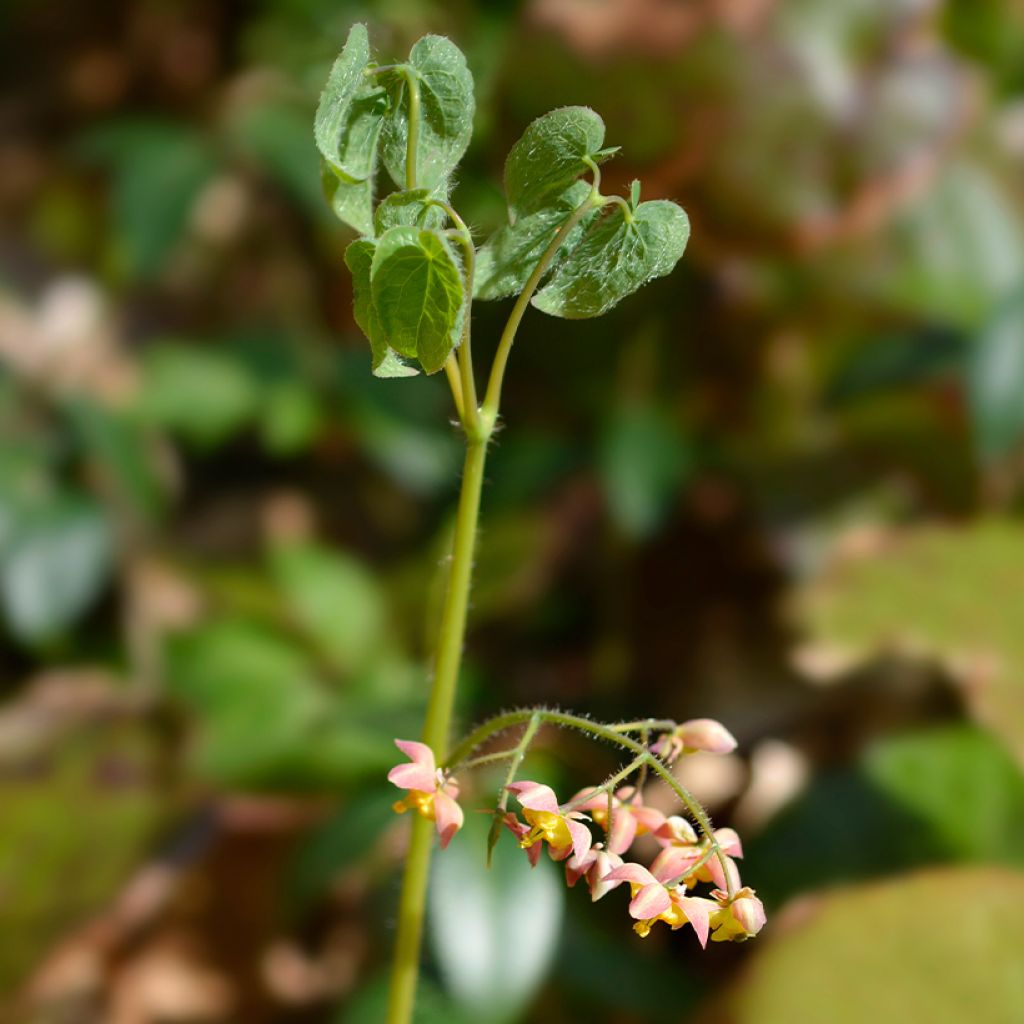Epimedium alpinum - Elfenbloem