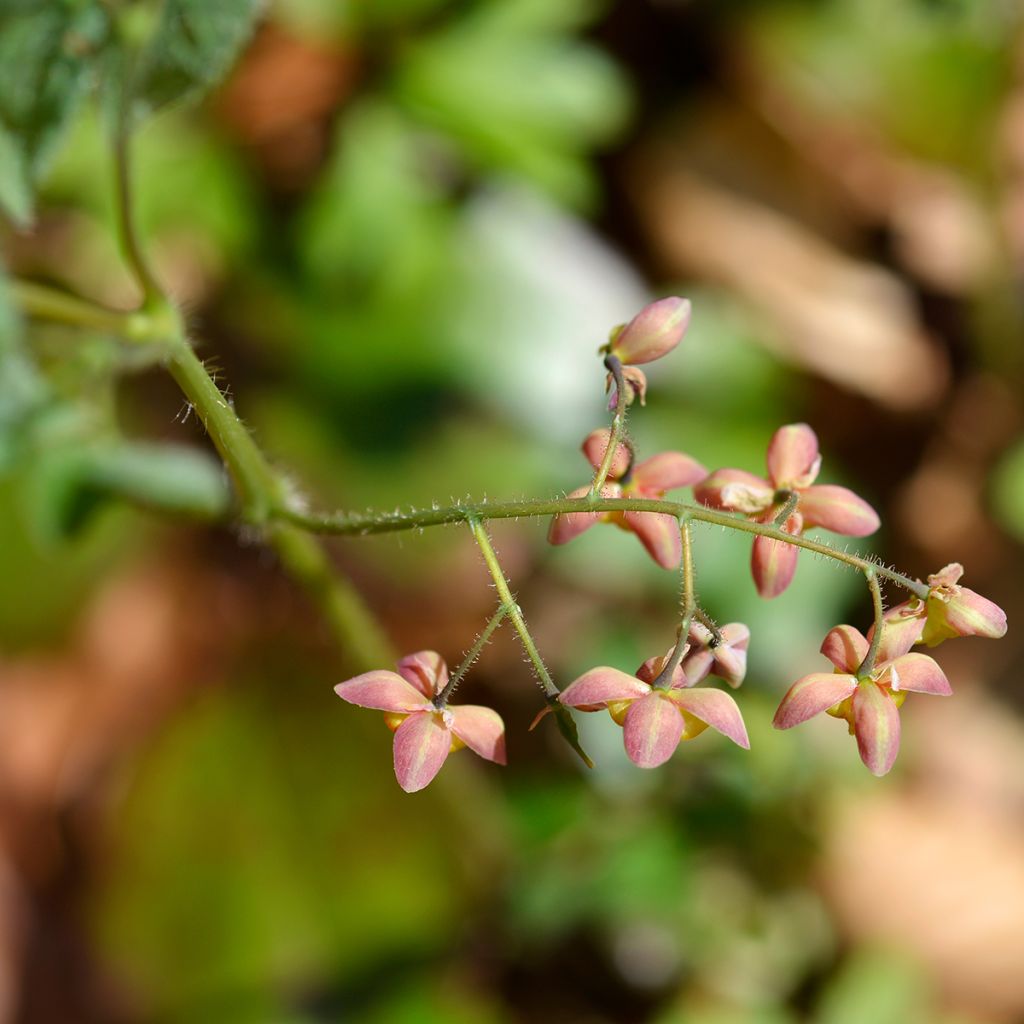 Epimedium alpinum - Elfenbloem