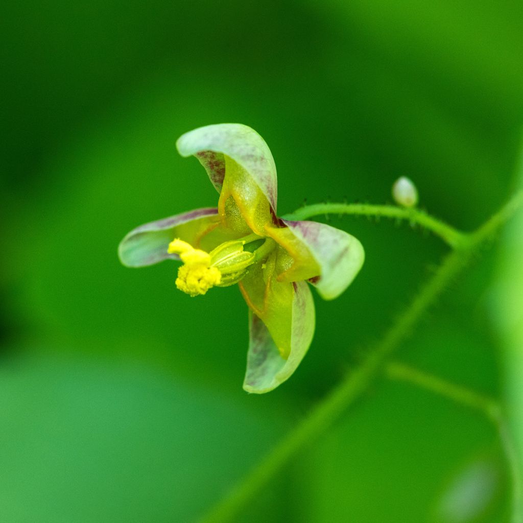 Epimedium alpinum - Elfenbloem