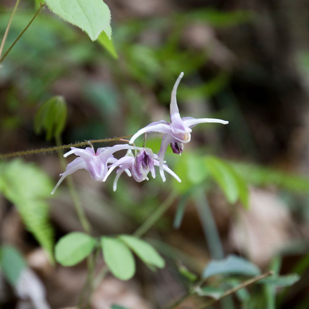 Epimedium grandiflorum - Grootbloemige elfenbloem