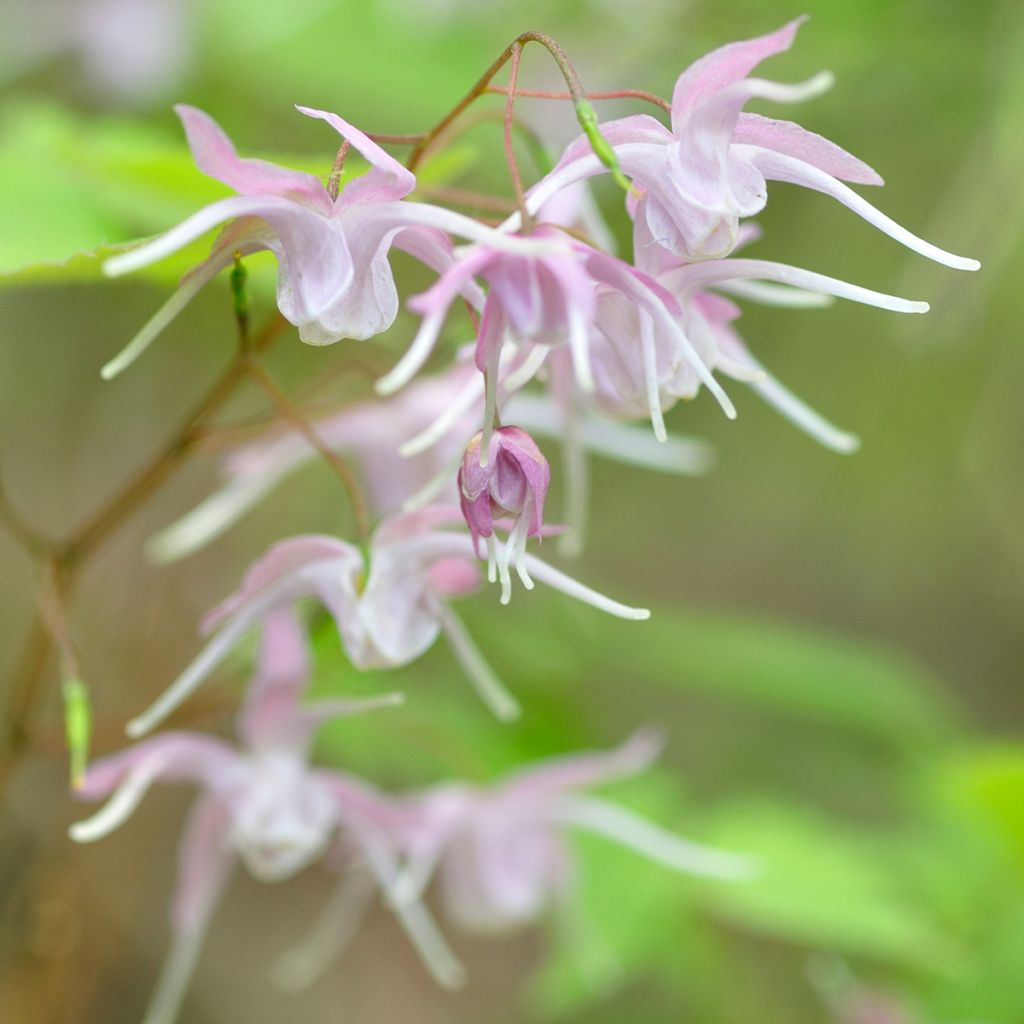 Epimedium grandiflorum - Grootbloemige elfenbloem
