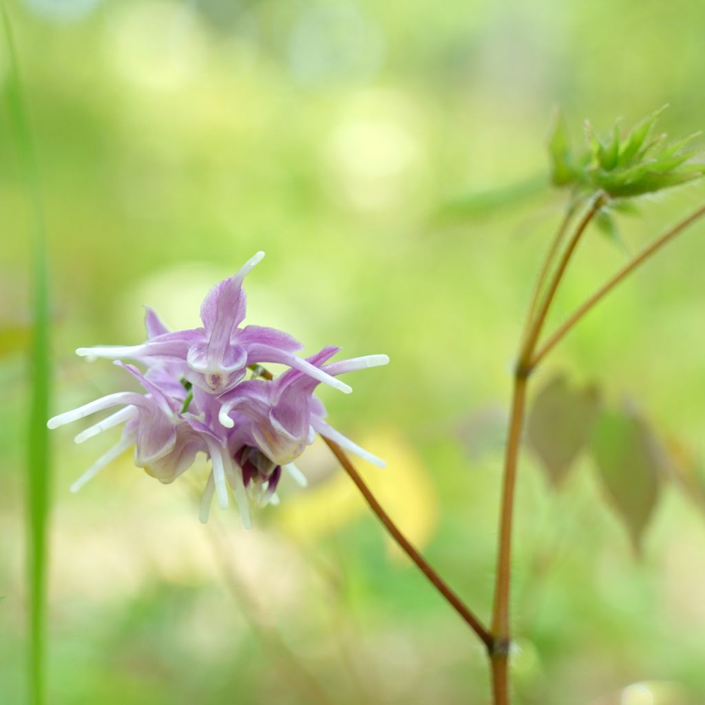 Epimedium grandiflorum - Grootbloemige elfenbloem