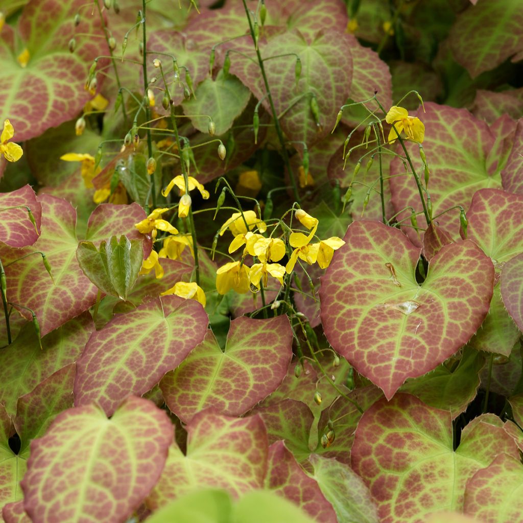 Epimedium perralchicum Frohnleiten - Elfenbloem