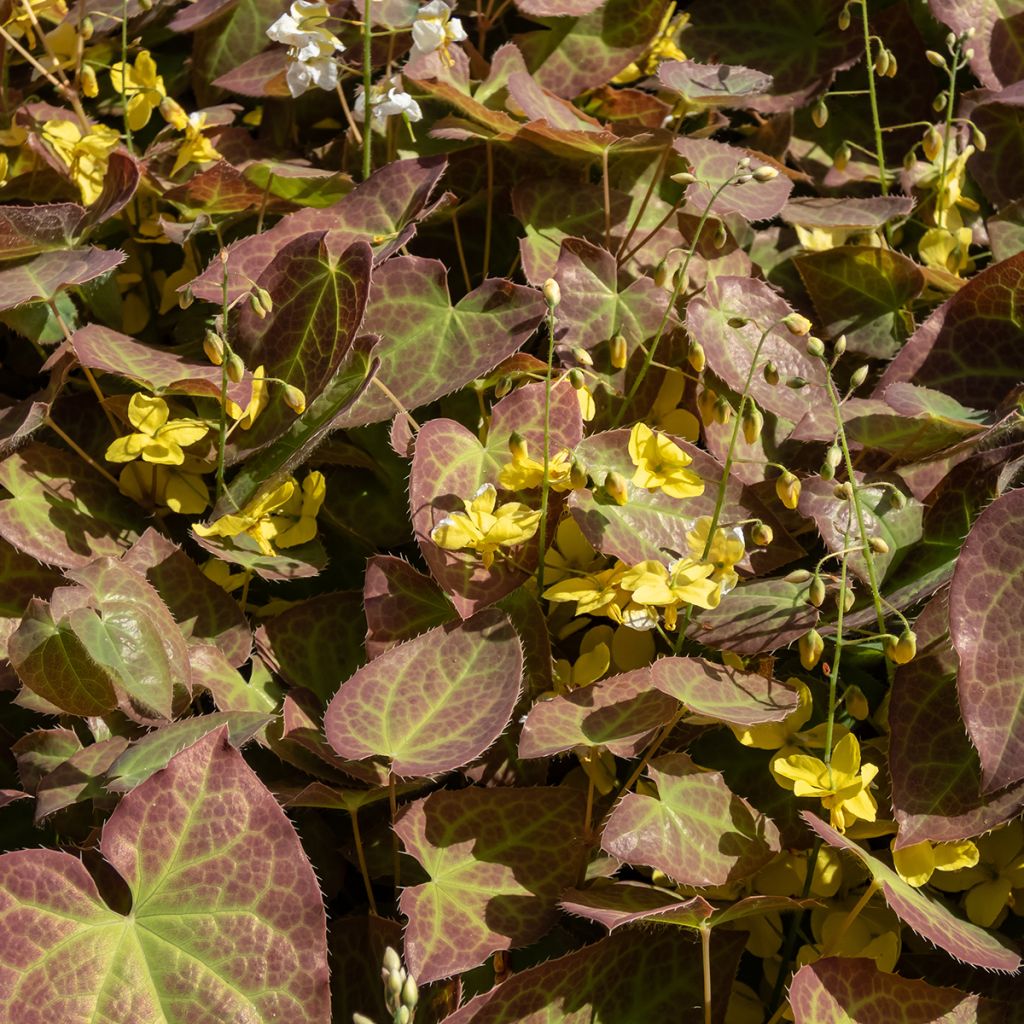 Epimedium perralchicum Frohnleiten - Elfenbloem