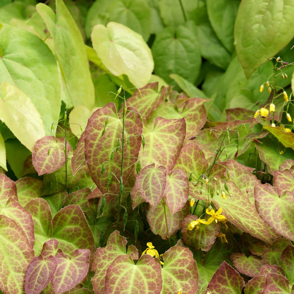 Epimedium perralchicum Frohnleiten - Elfenbloem