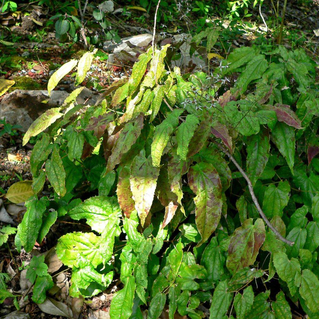 Epimedium pubescens, Fleur des elfes