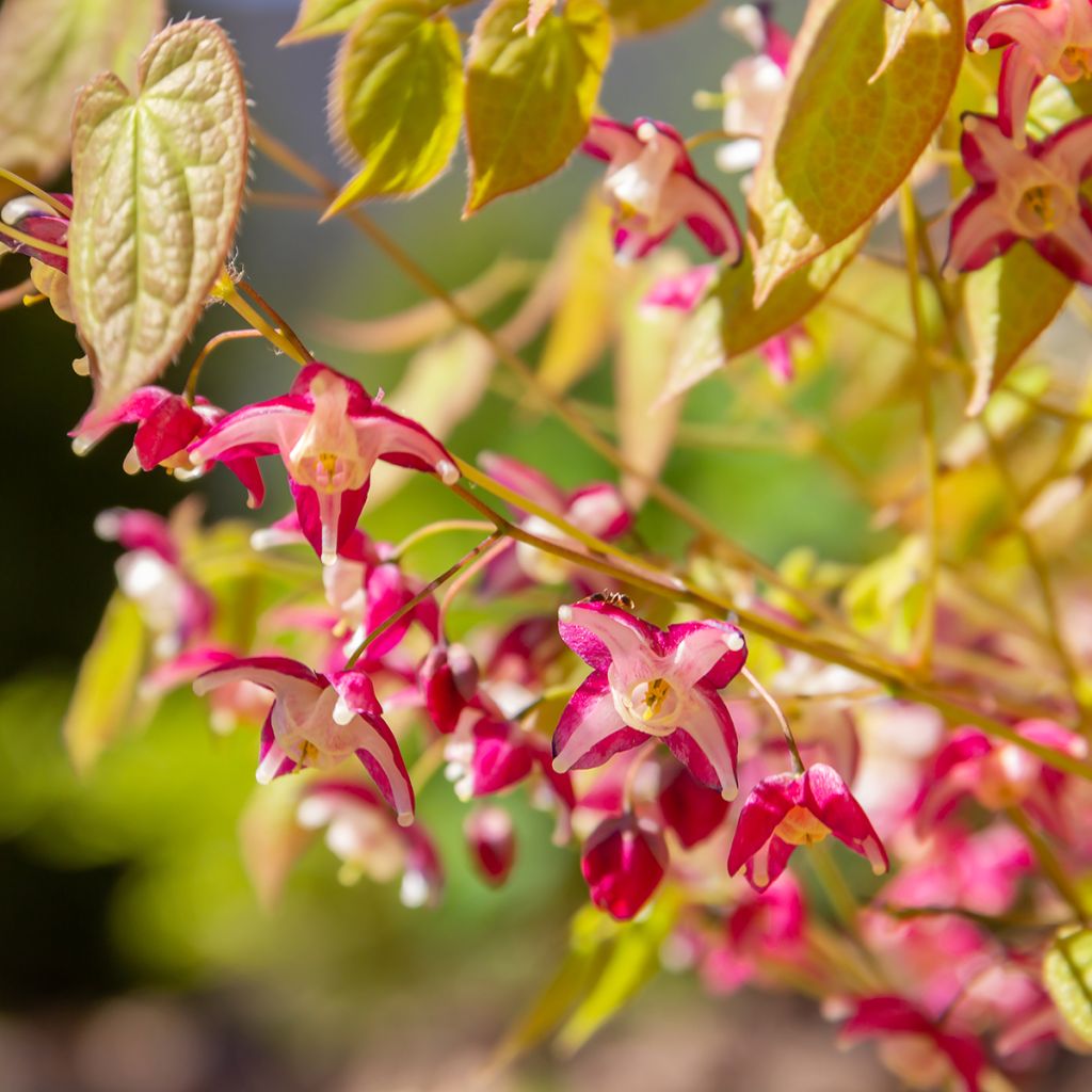Epimedium rubrum - Elfenbloem