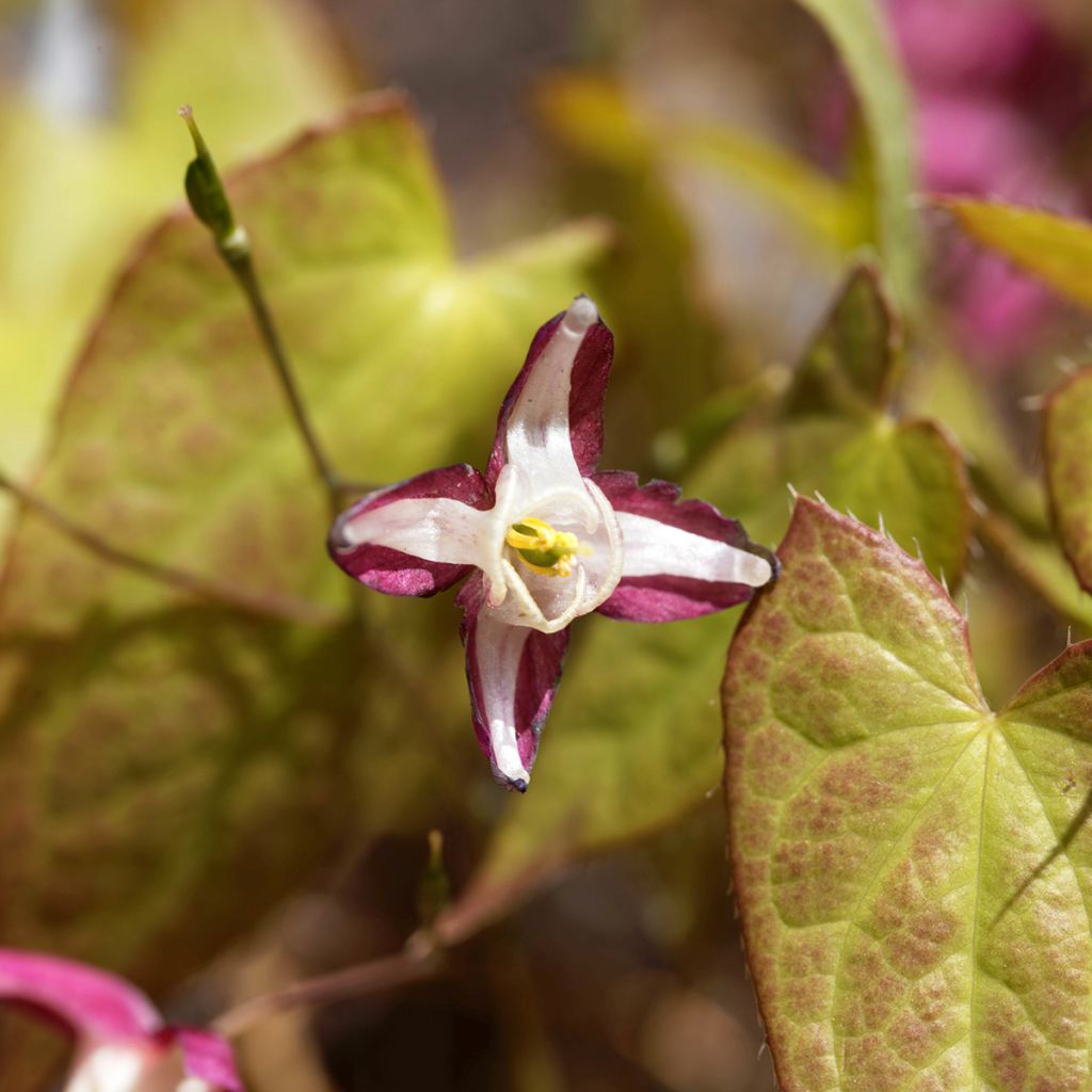 Epimedium rubrum - Elfenbloem