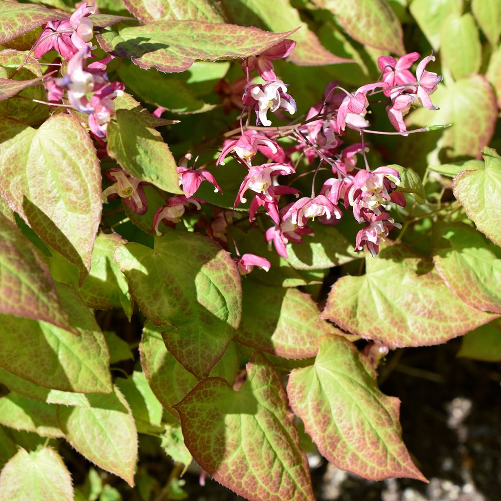 Epimedium rubrum - Elfenbloem