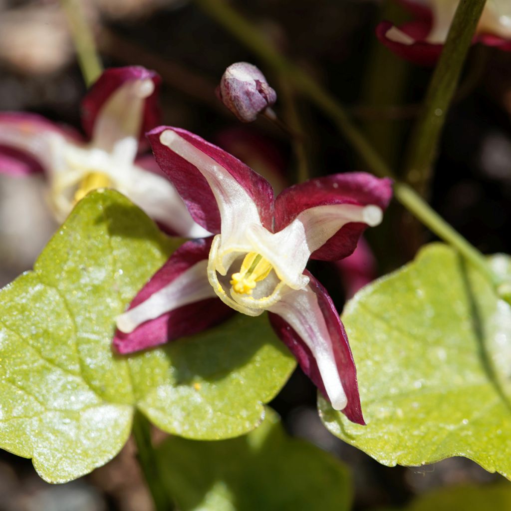 Epimedium rubrum - Elfenbloem