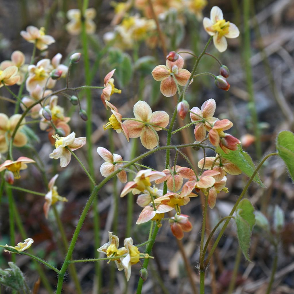Epimedium warleyense - Elfenbloem
