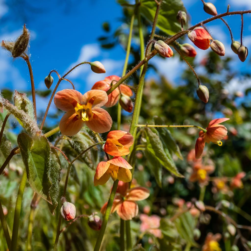 Epimedium warleyense - Elfenbloem