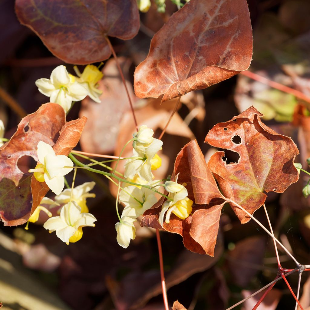 Epimedium versicolor Sulphureum - Elfenbloem