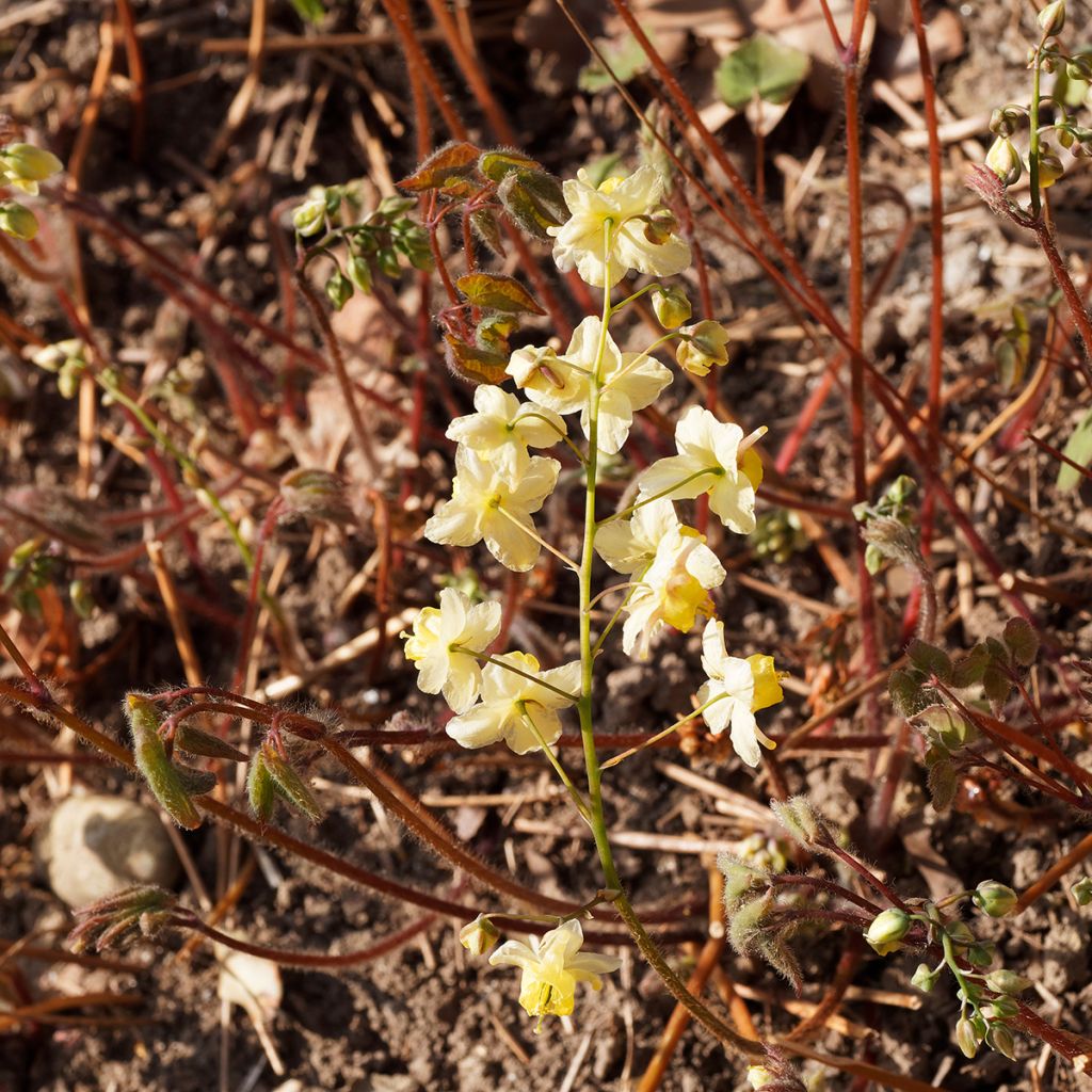 Epimedium versicolor Sulphureum - Elfenbloem