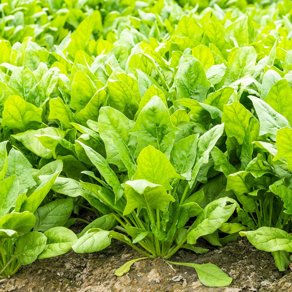 Snijbiet Epinard Perpetual