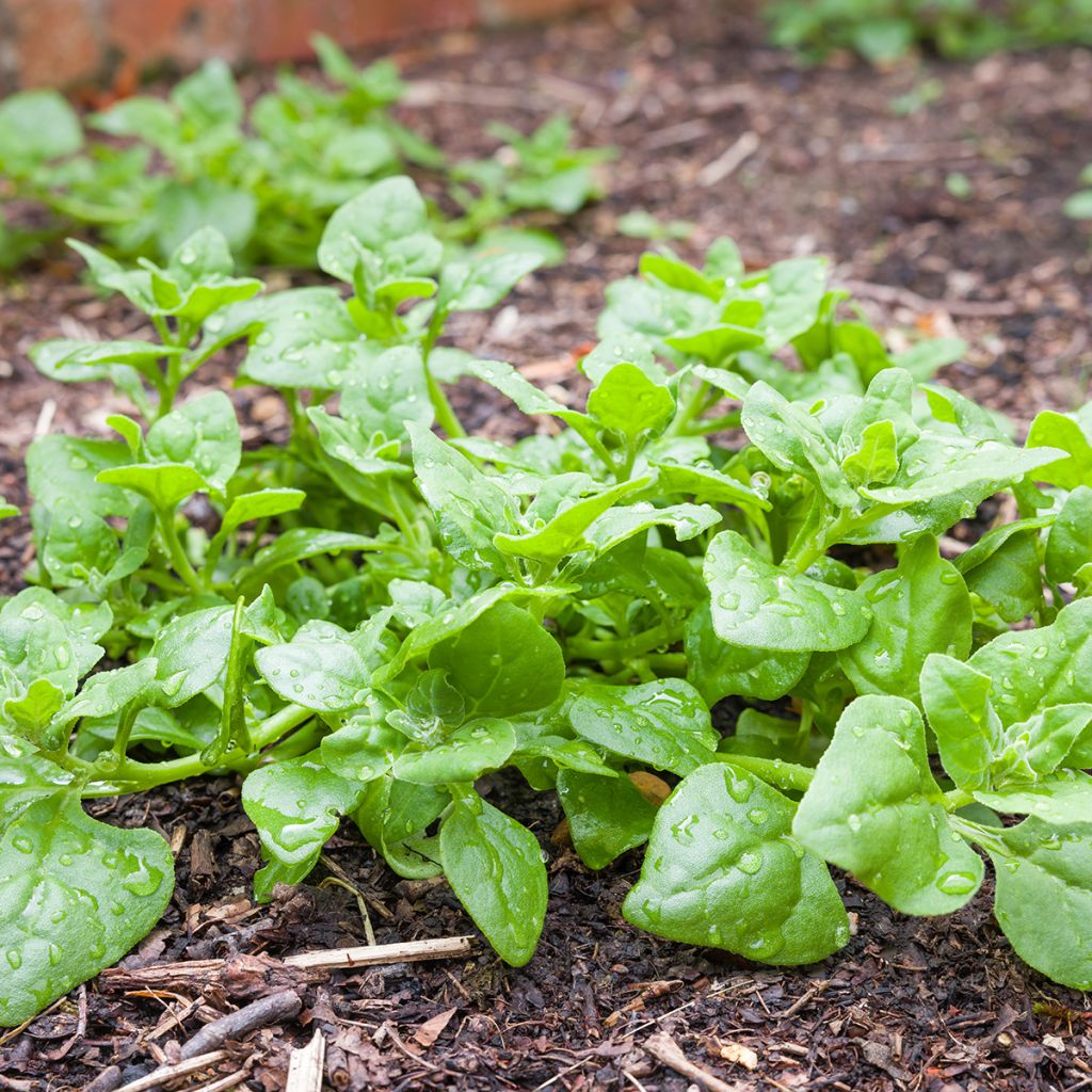 Nieuw-Zeelandse spinazie - Tetragonia tetragonioides