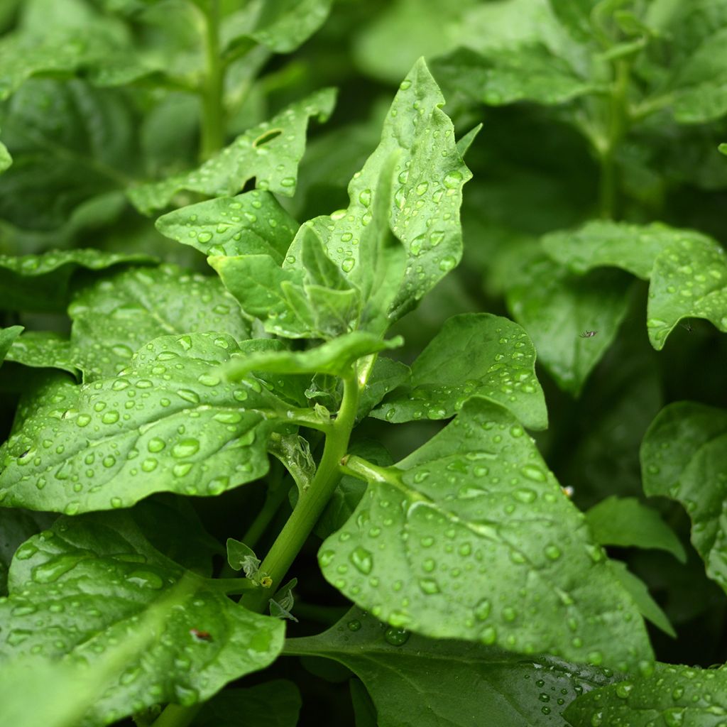 Nieuw-Zeelandse spinazie - Tetragonia tetragonioides