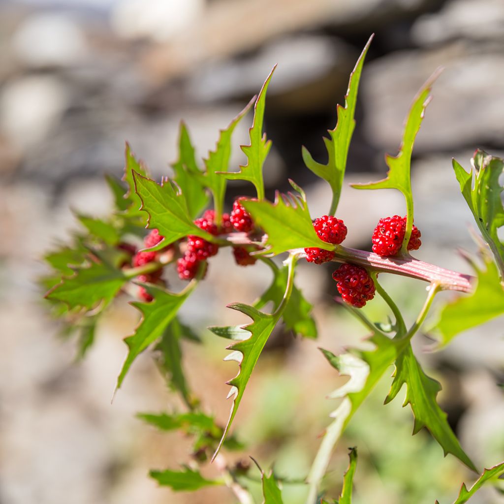Rode aardbeispinazie - Chenopodium foliosum