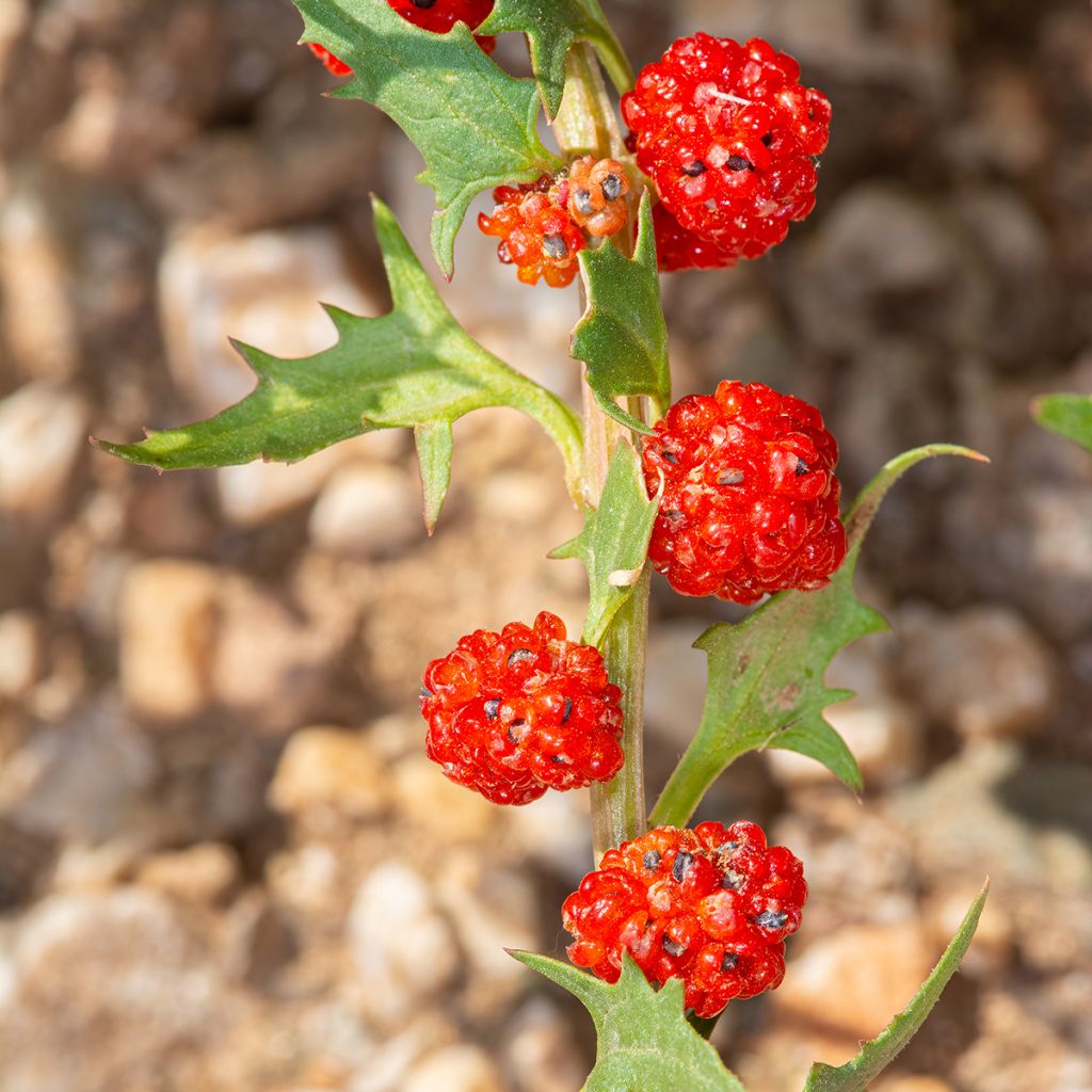 Rode aardbeispinazie - Chenopodium foliosum