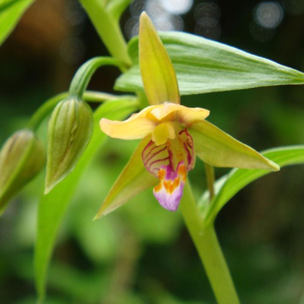 Epipactis thunbergii Yellow - Wespenorchis