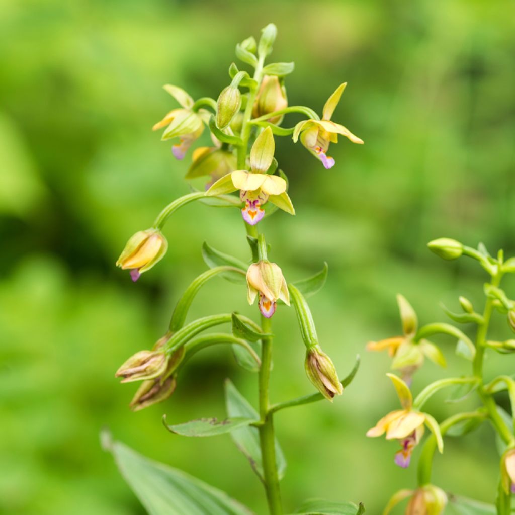 Epipactis thunbergii Yellow - Wespenorchis