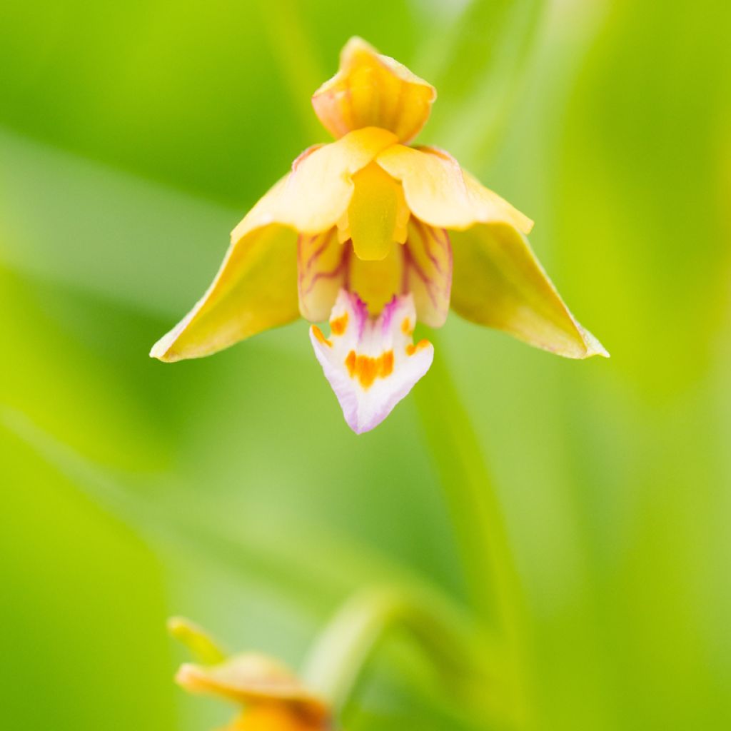 Epipactis thunbergii Yellow - Wespenorchis