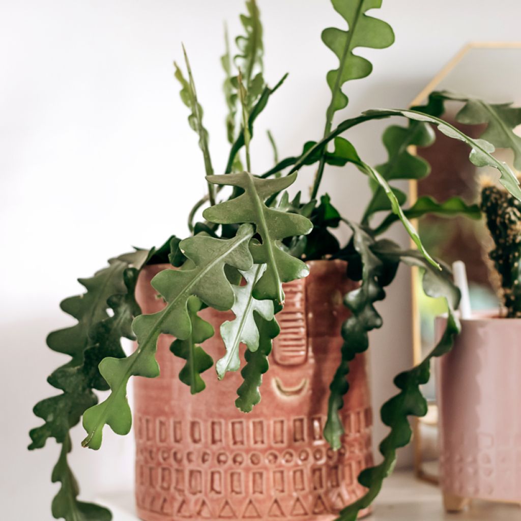 Epiphyllum anguliger - Zaagcactus