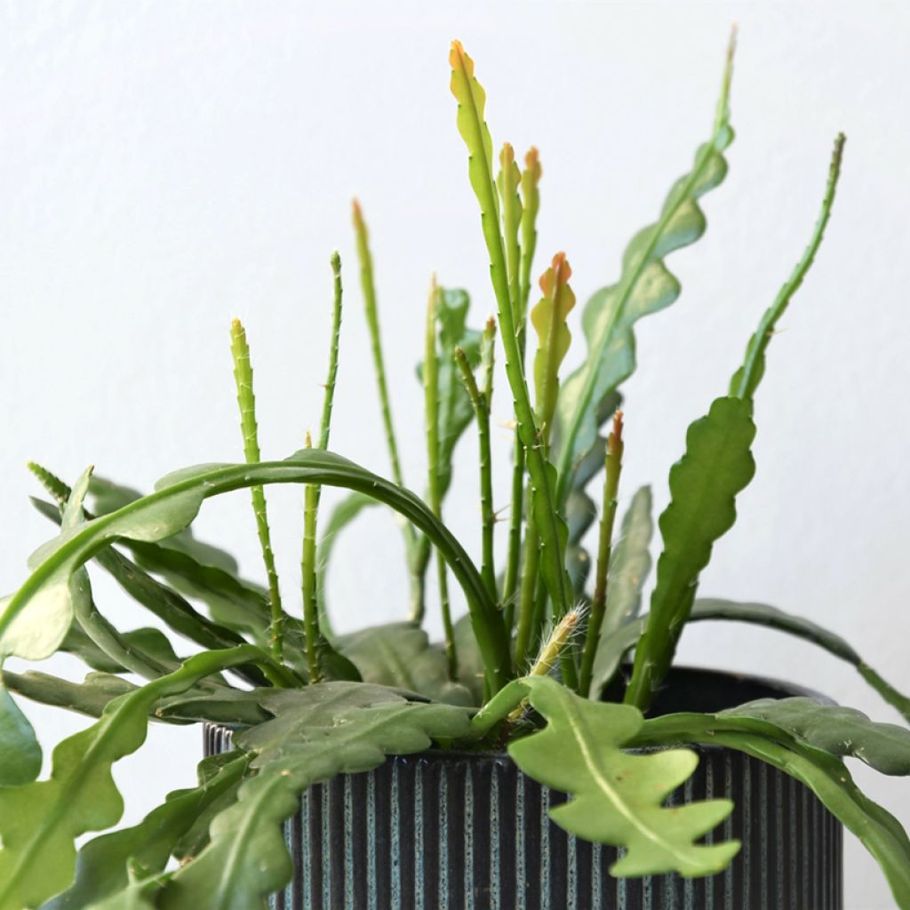 Epiphyllum anguliger - Zaagcactus