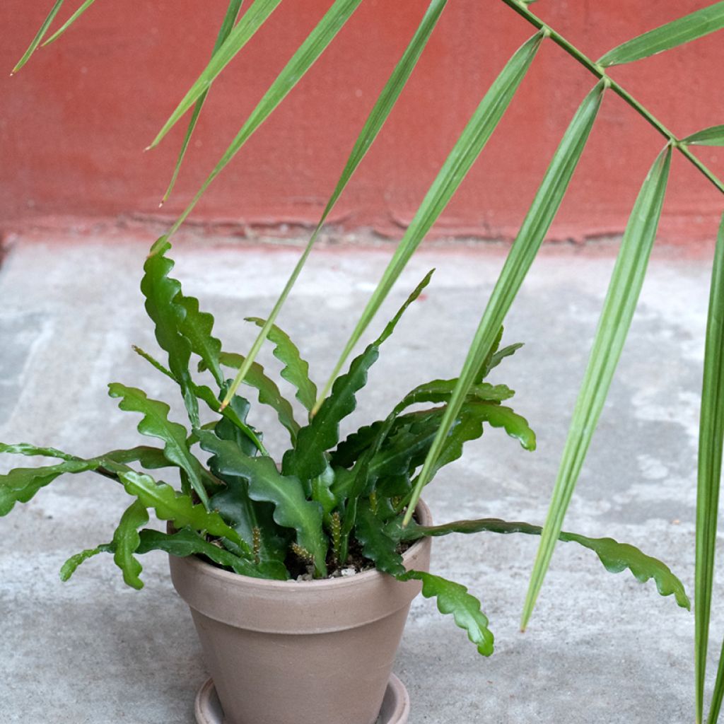 Epiphyllum anguliger - Zaagcactus