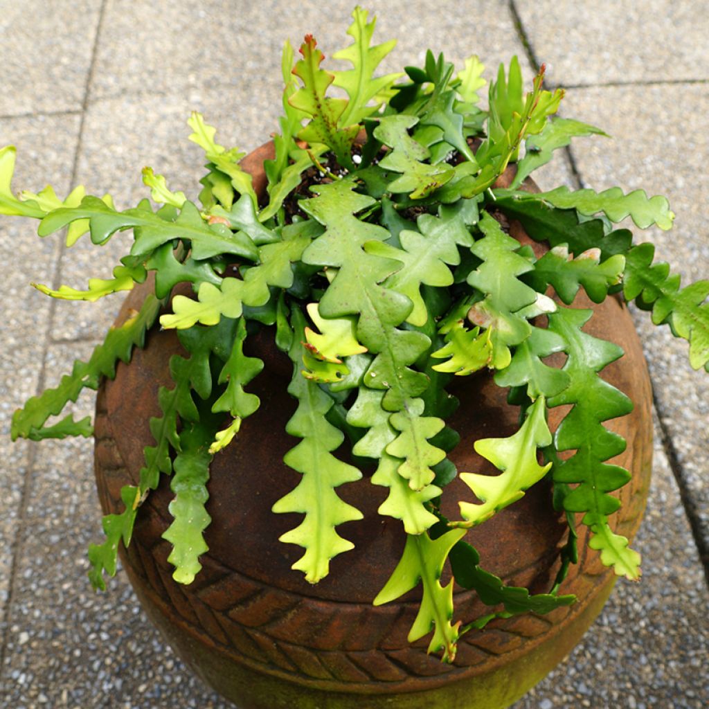 Epiphyllum anguliger - Zaagcactus