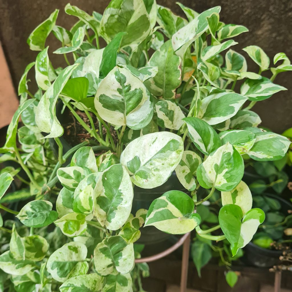 Pothos N'joy - Epipremnum