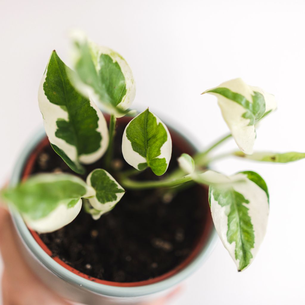 Pothos N'joy - Epipremnum