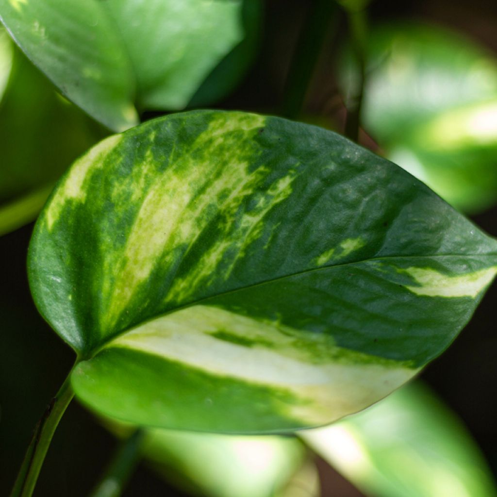 Pothos - Epipremnum aureum