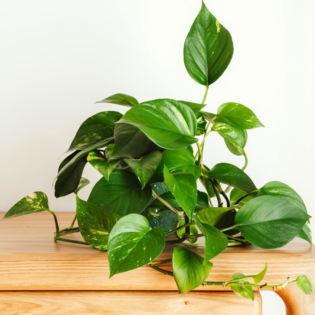Pothos - Epipremnum aureum