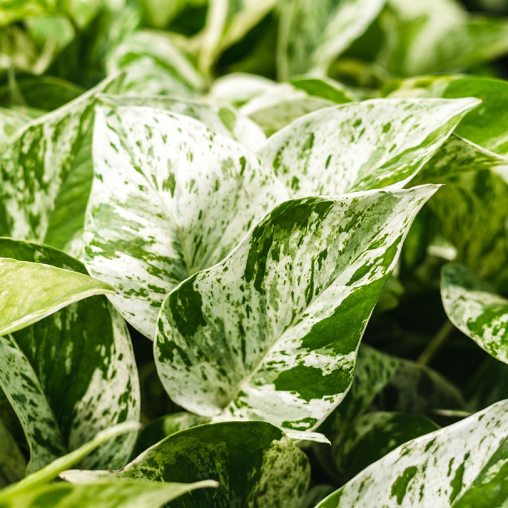 Pothos Marble Queen - Epipremnum aureum