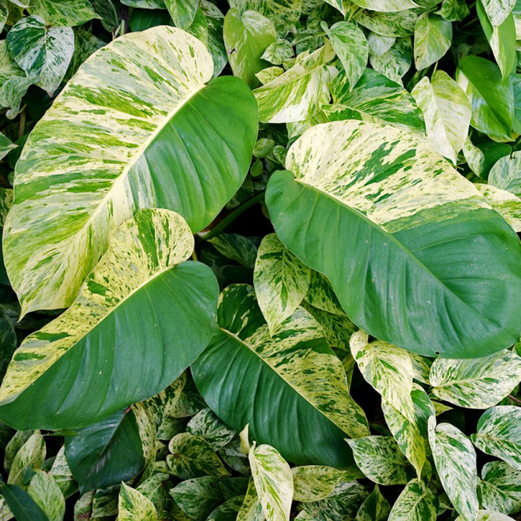 Pothos Marble Queen - Epipremnum aureum