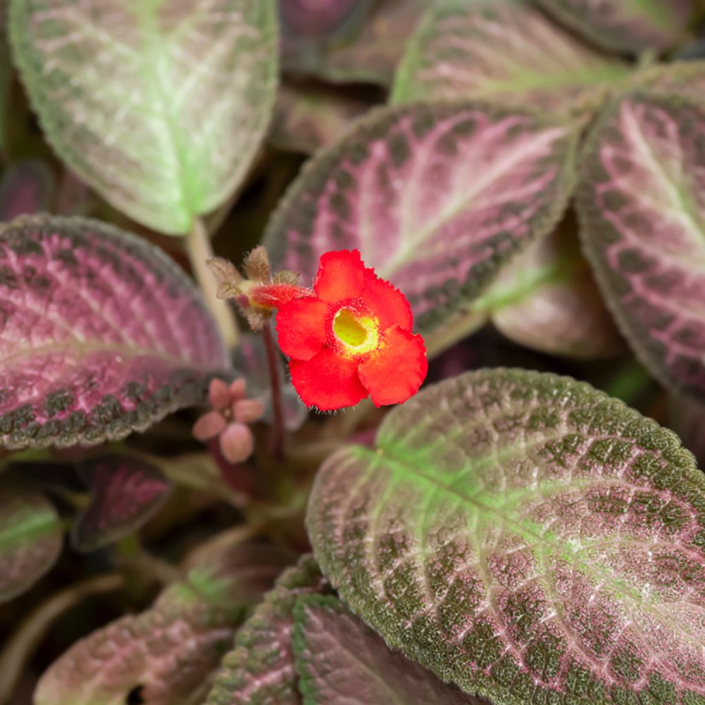 Episcia Malayan Gem - Vlamviolet