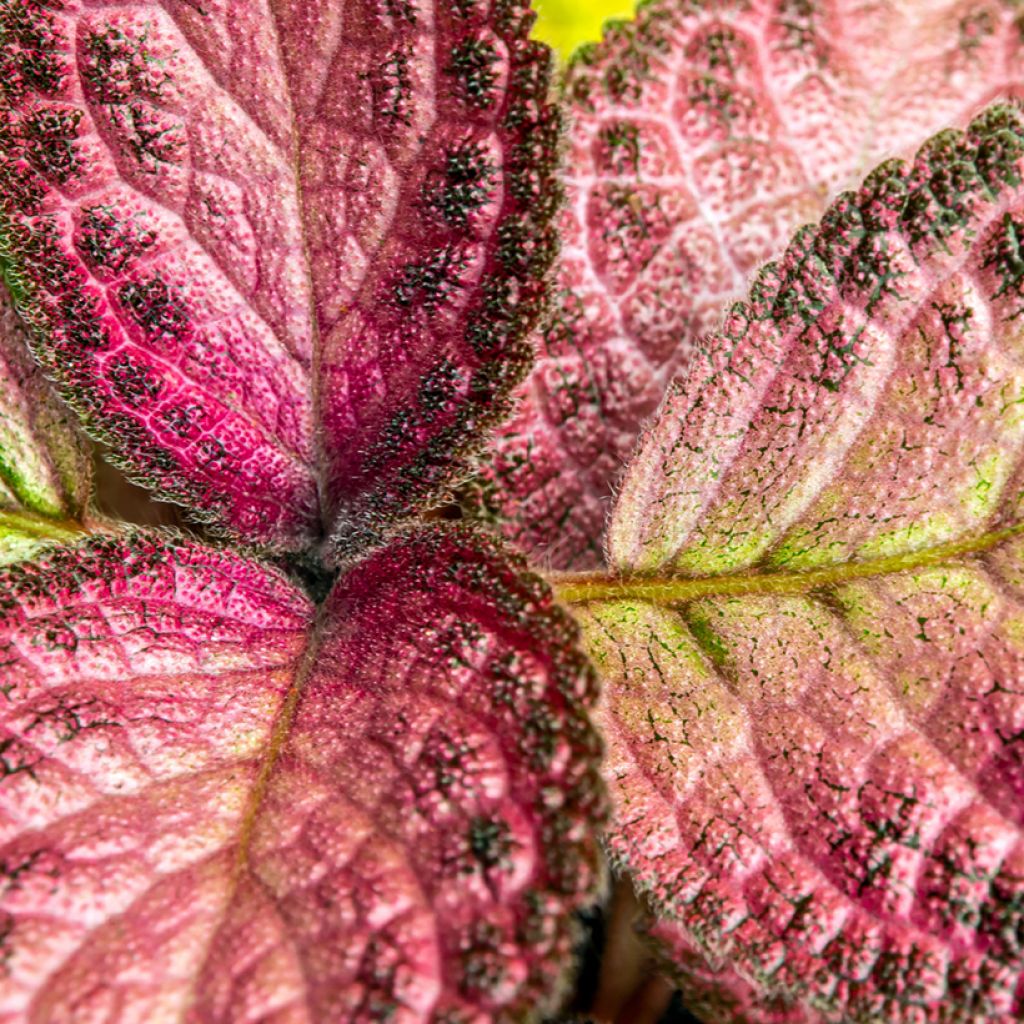 Episcia Malayan Gem - Vlamviolet