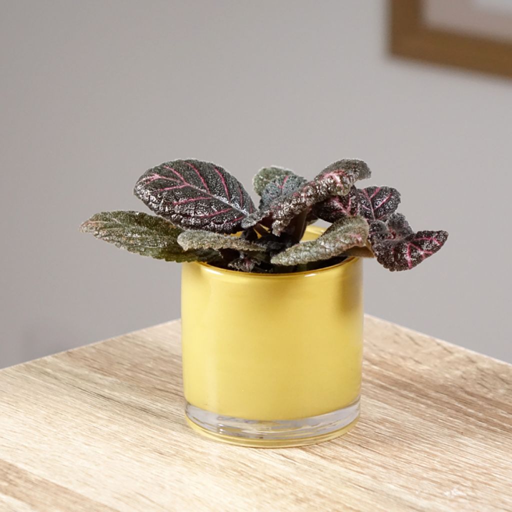 Episcia Pink Acajou - Vlamviolet