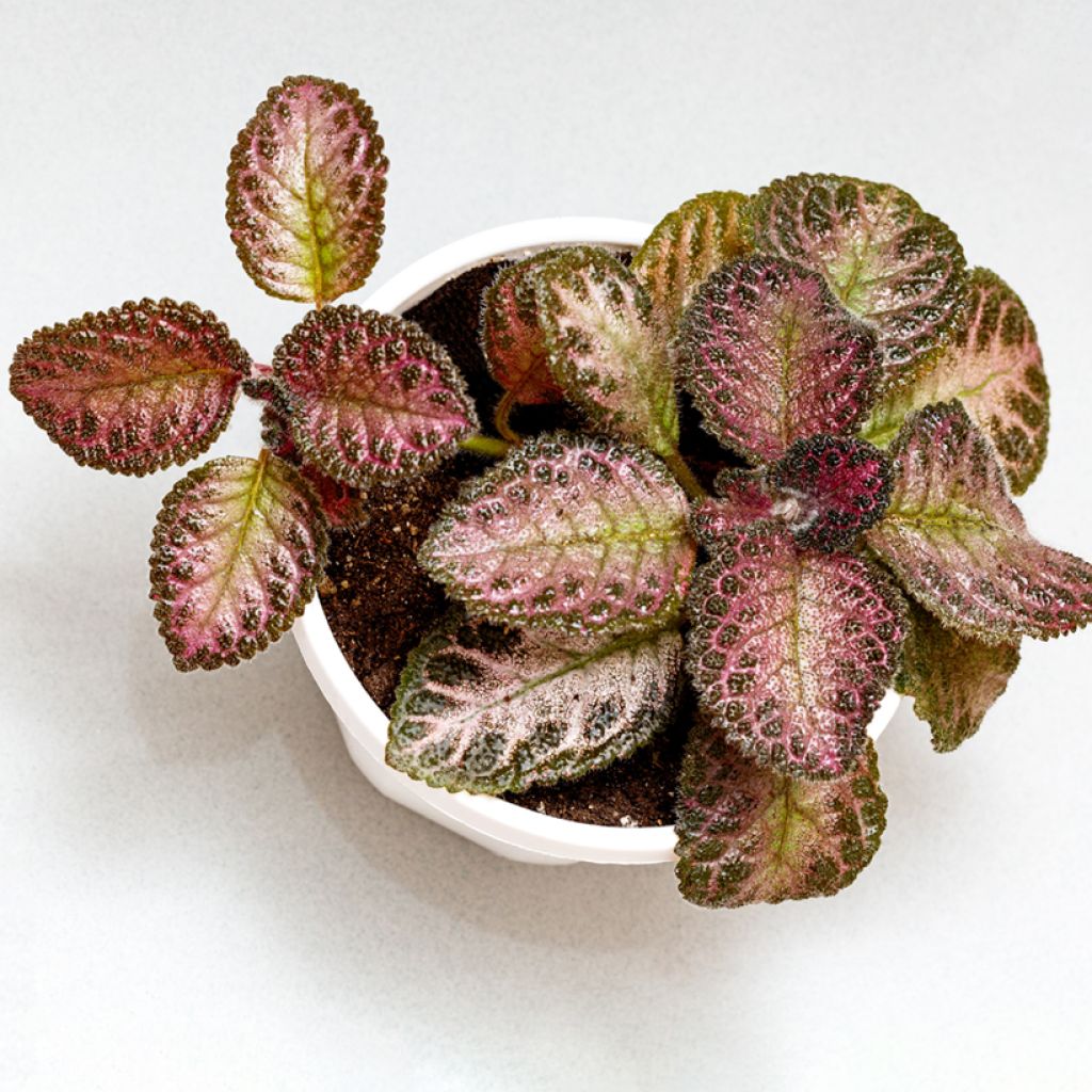 Episcia Pink Acajou - Vlamviolet