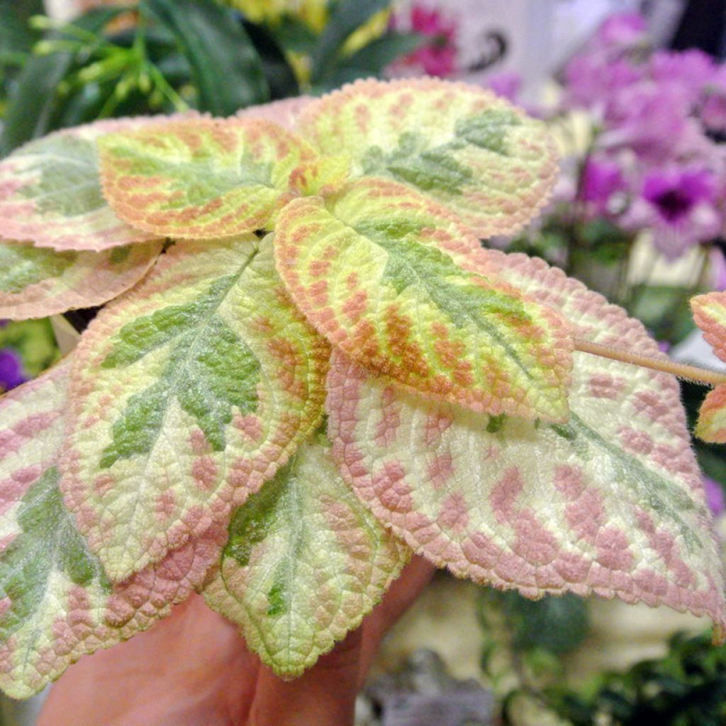 Episcia Pink Brocade - Vlamviolet