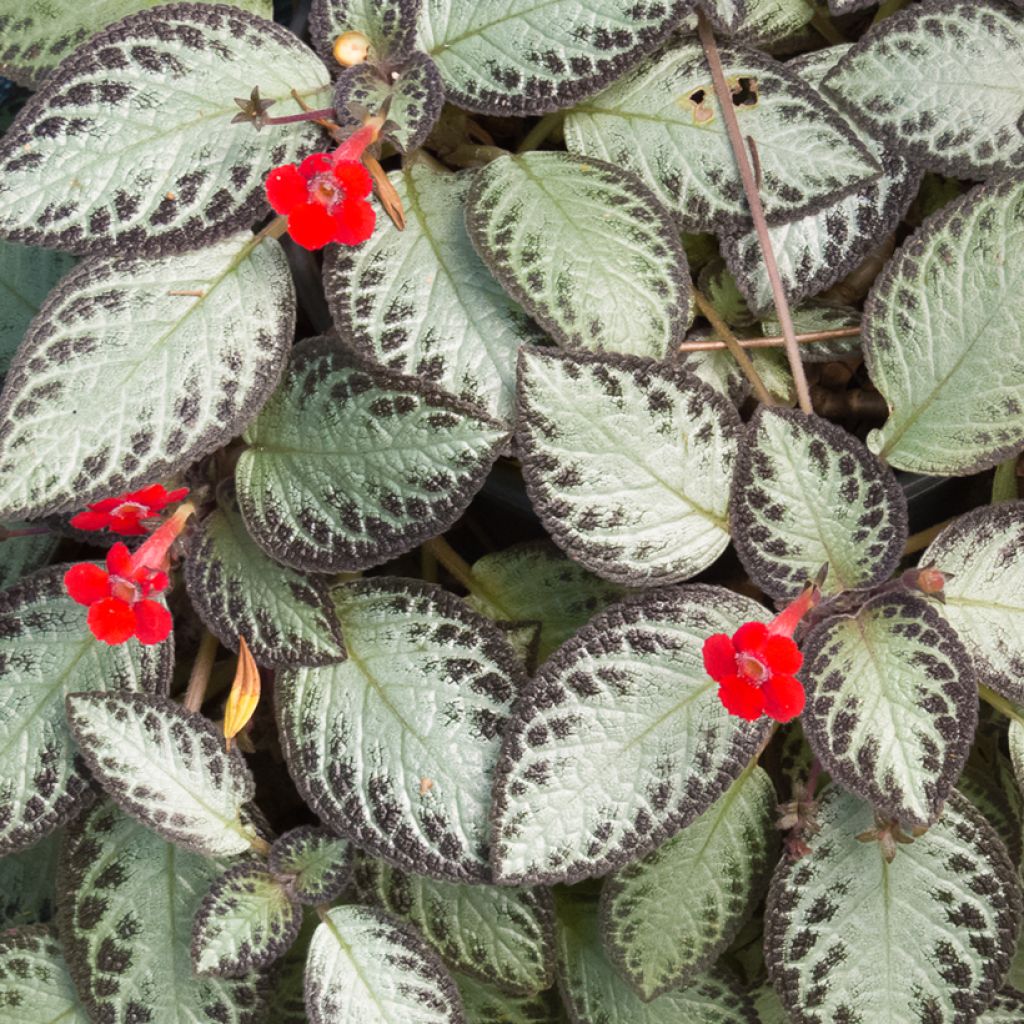 Episcia Silver Shield - Vlamviolet